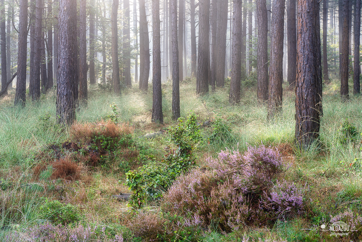 herfstkriebels en heidekoorts ontmoeten elkaar