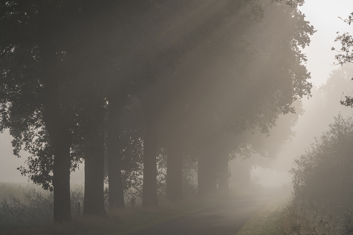 Landelijke weg met bomen en zonneharpen