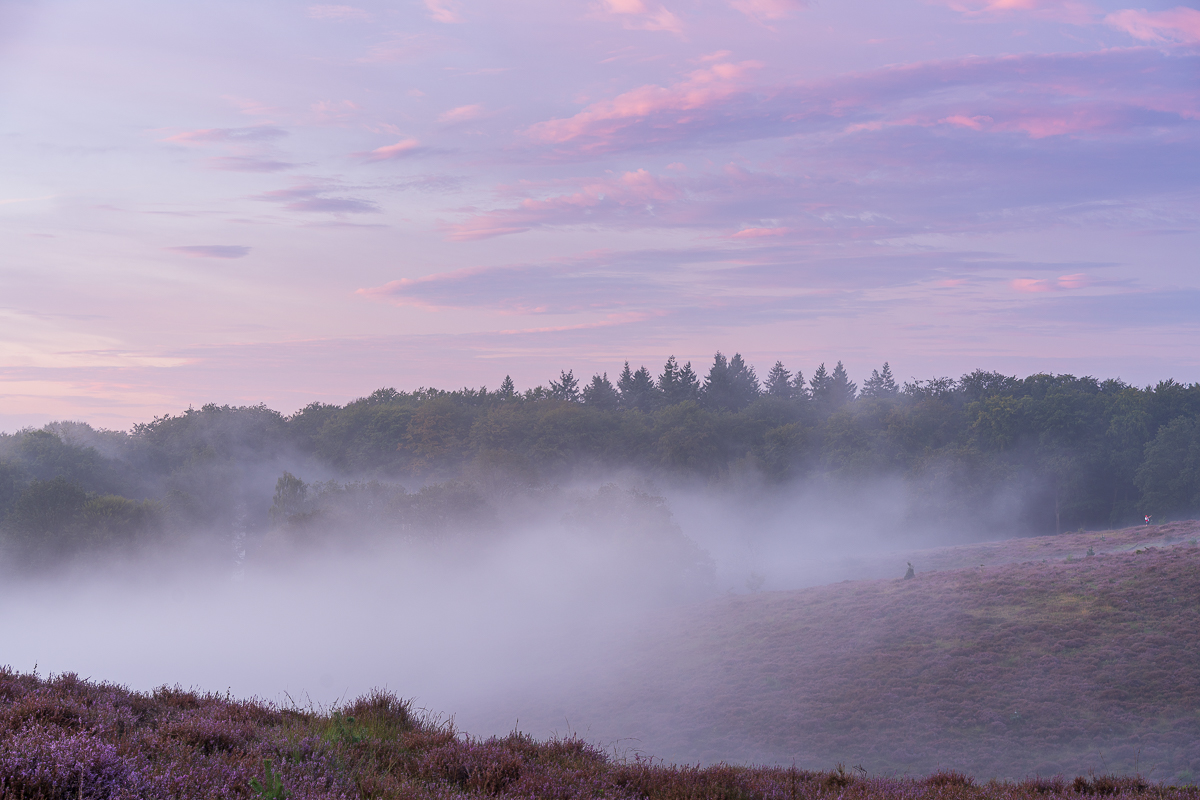 Ochtendsfeer op de heide.