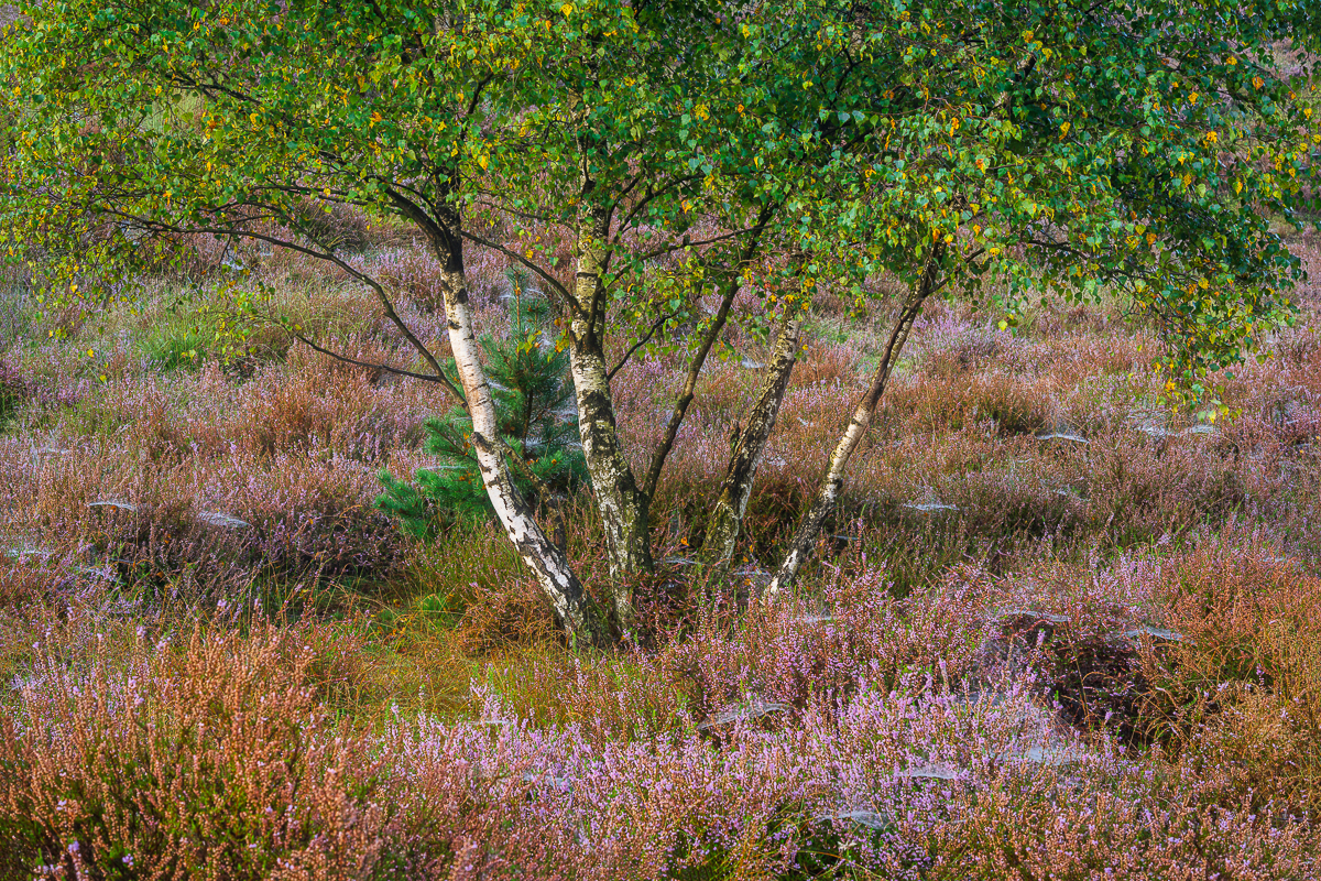 berkenboom in de heide