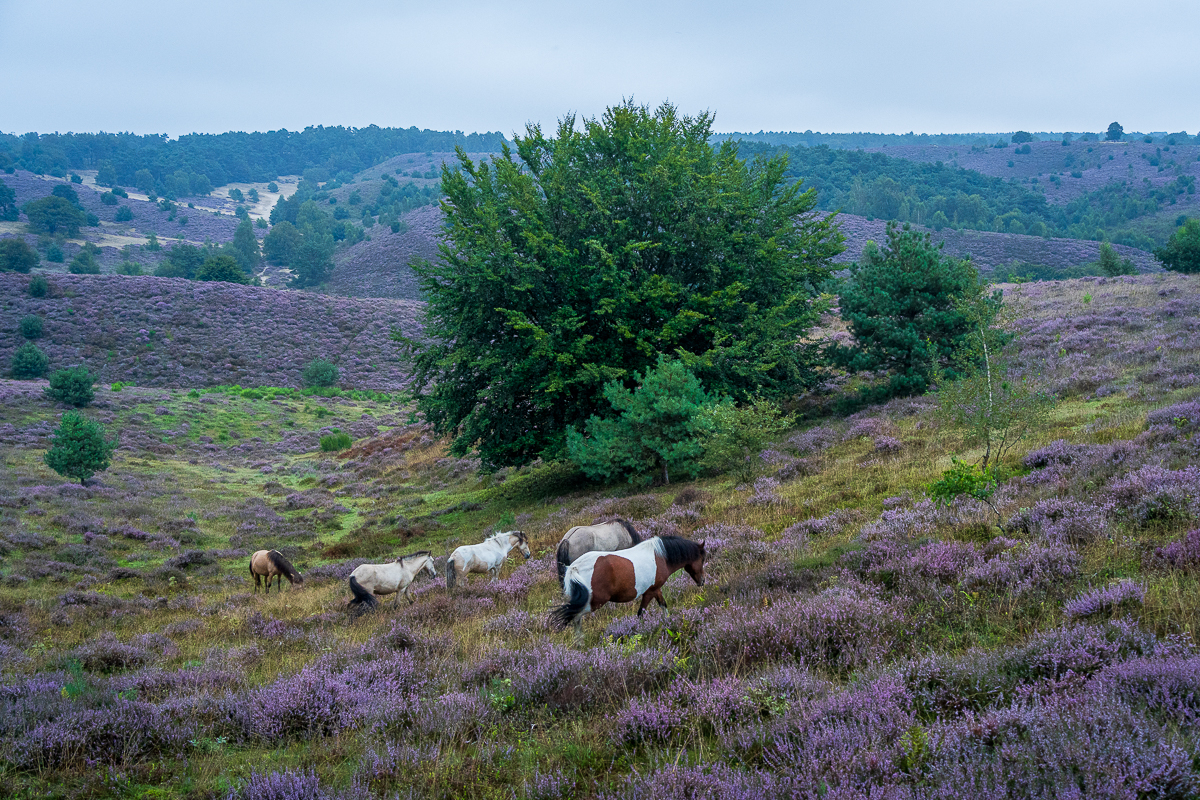 Kude paarden in de heide op de Posbank
