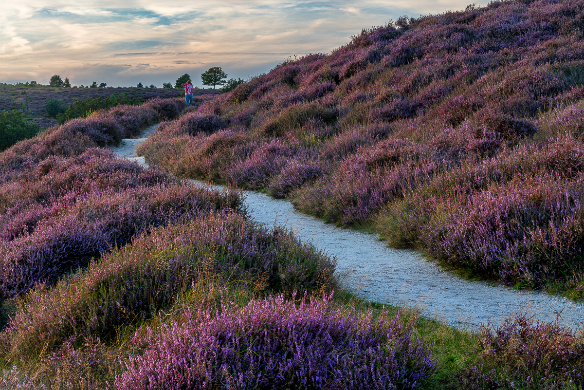 wandelpad door de heide