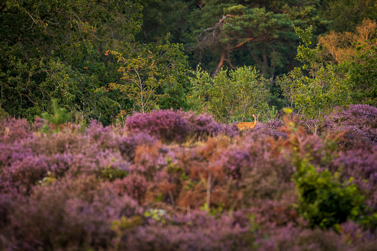 ree in de heide