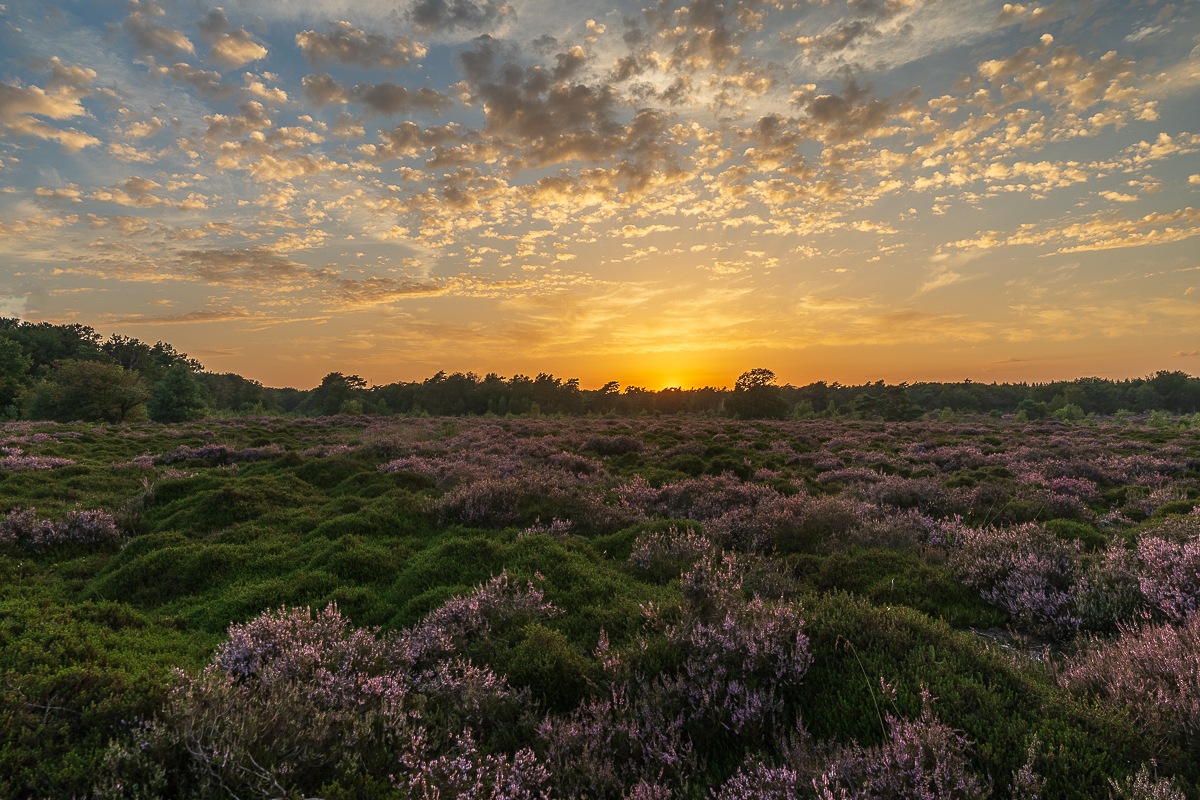 Altocumules wolken Altocumlus wolken boven Bakkeveense duinen