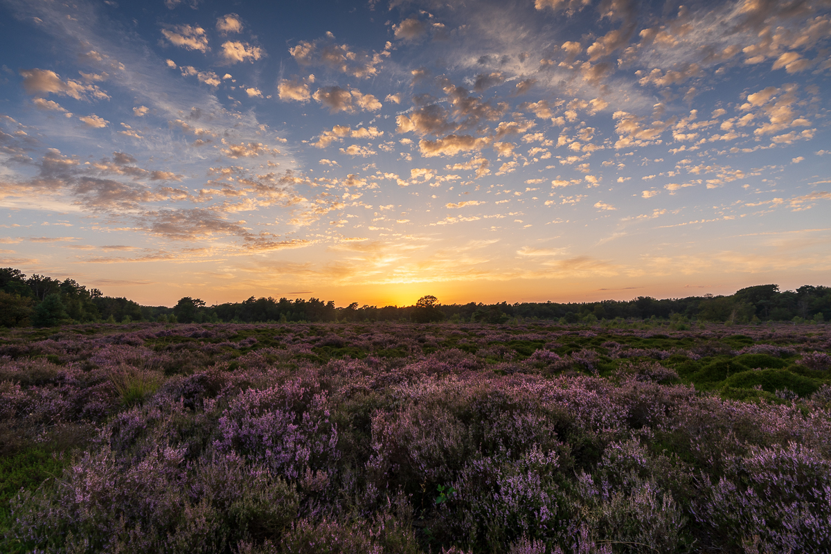 Altocumulus wolken  Altocumulus wolken